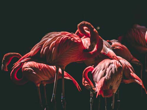 Photo of flamingo