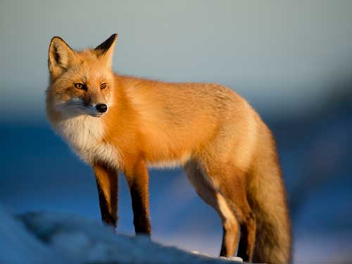 Photo of fox