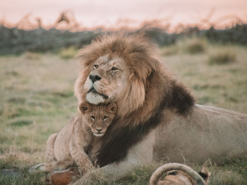 Photo of lions