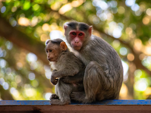 Photo of monkeys