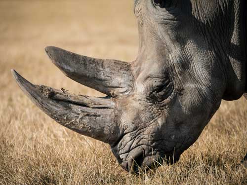 Photo of rhino