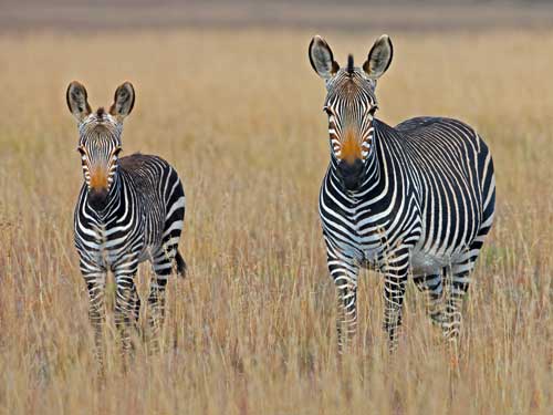 Photo of zebra